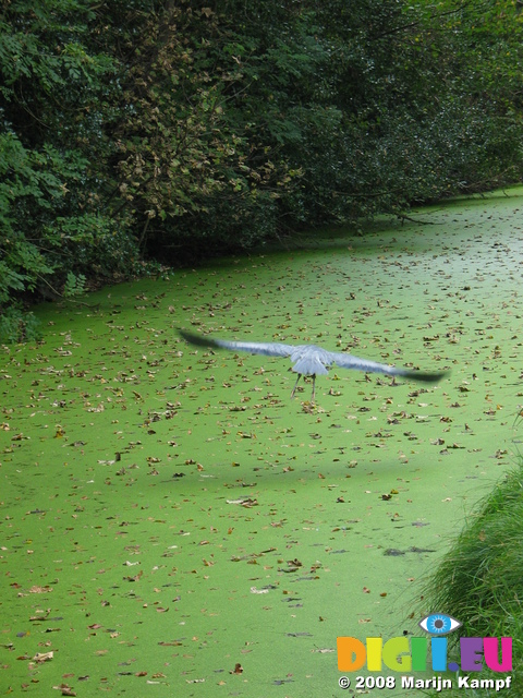 23588 Heron in flight